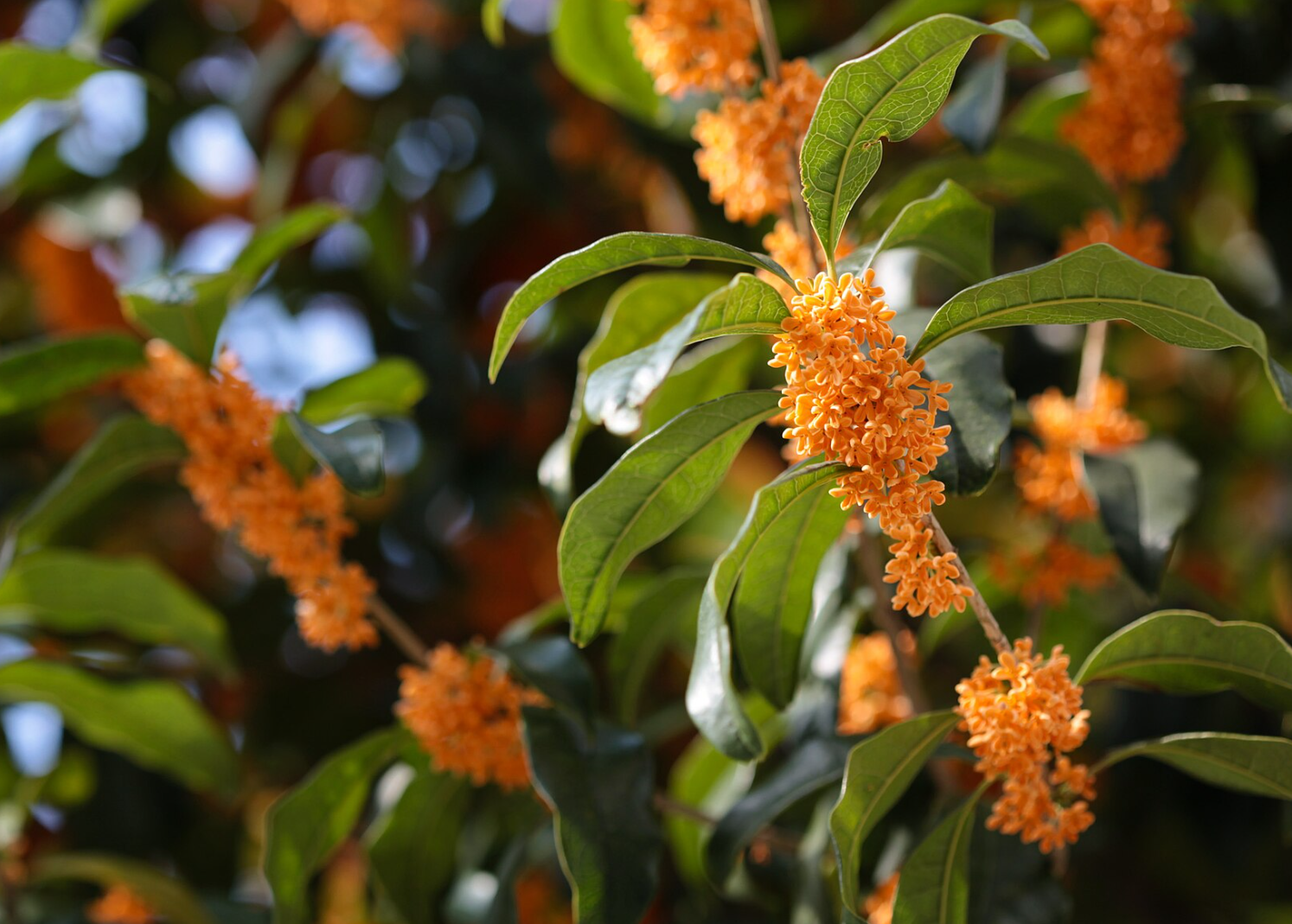 Osmanthus fragrans